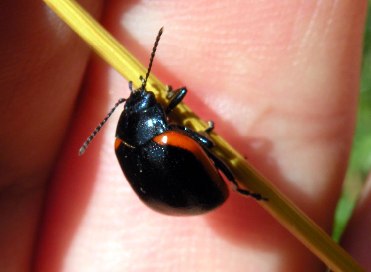 Due Chrysomelidae